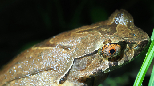 Mount Omei Horned Toad, Boulenophrys omeimontis