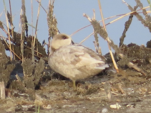 Cerceta pardilla (Marmaronetta angustirostris)