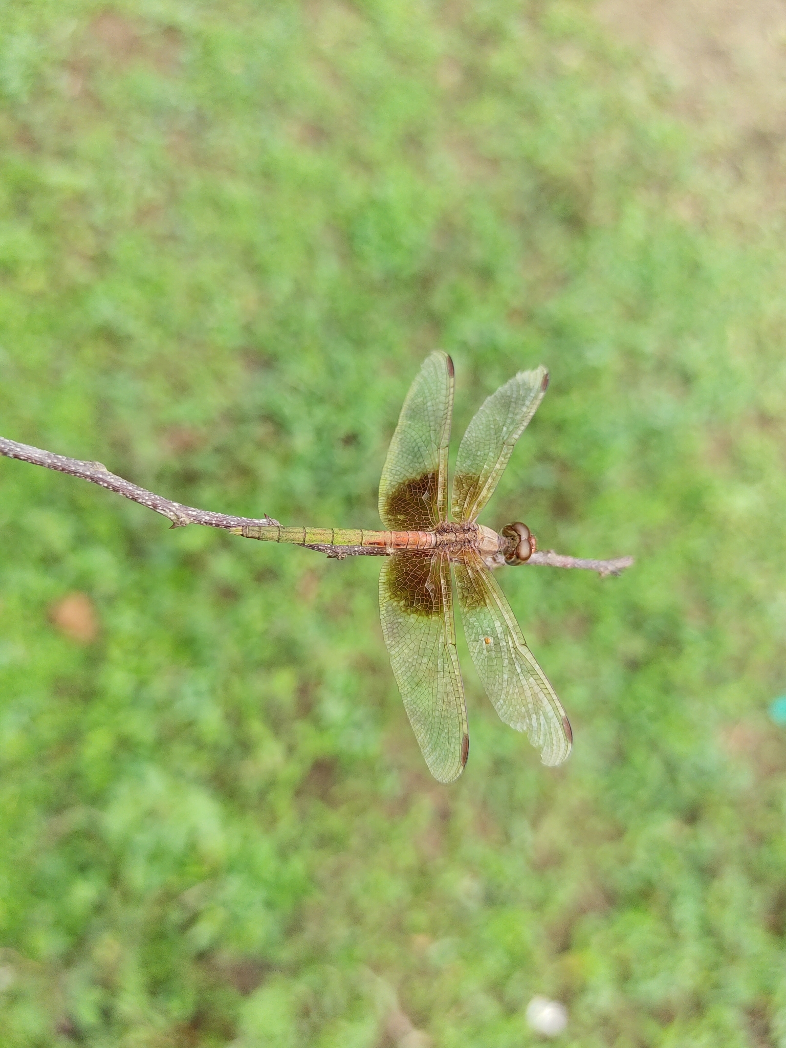 Ruddy Meadow Skimmer