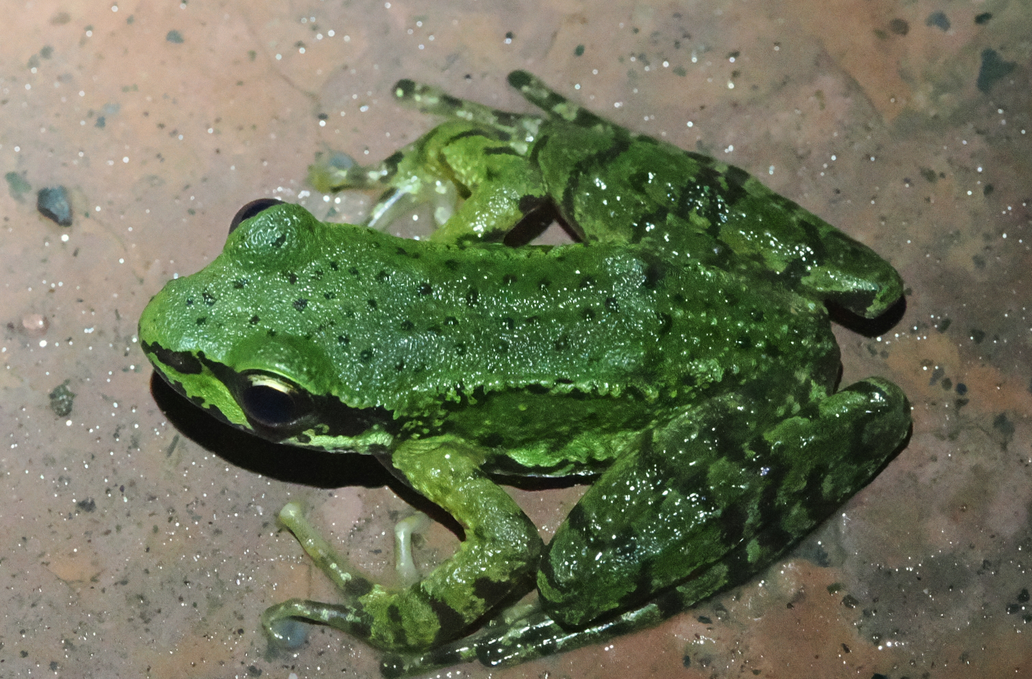 Sichuan Sucker Frog