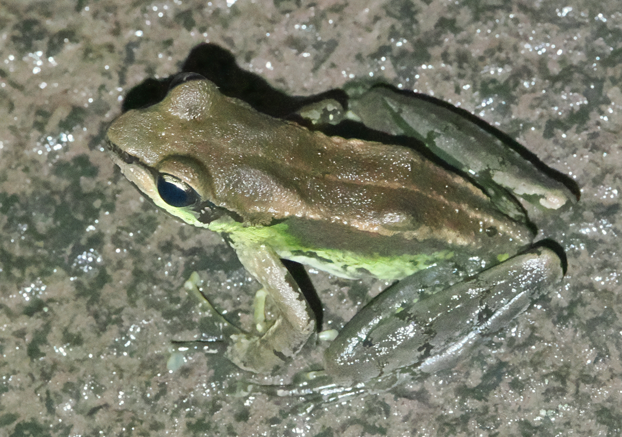 Sichuan Sucker Frog photo 3