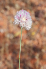 Ptilotus schwartzii