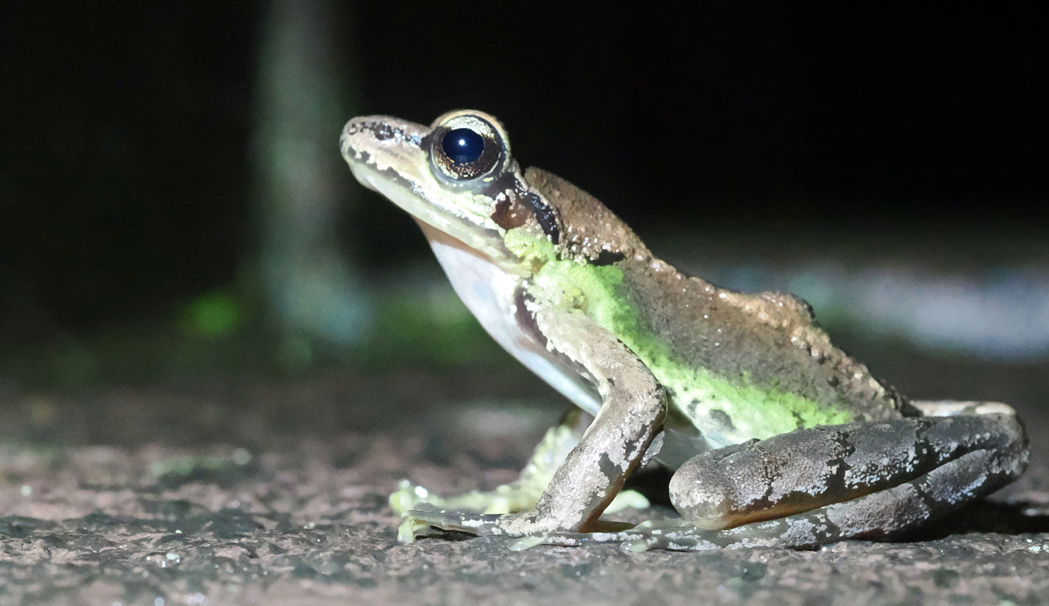 Sichuan Sucker Frog photo 2