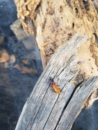 Nevada Dampwood Termite photo 4