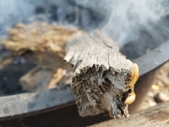 Zootermopsis nevadensis