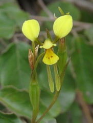 Diuris luteola