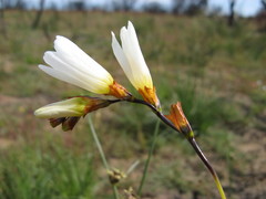 Ixia brunneobractea