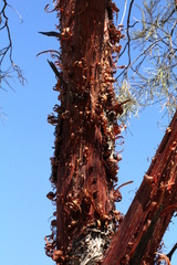 Acacia gibbosa