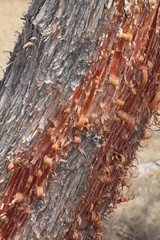 Acacia gibbosa