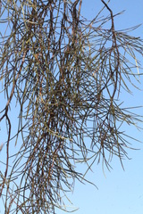 Acacia gibbosa