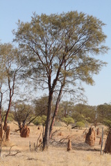 Acacia gibbosa