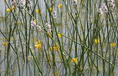 Romulea multisulcata