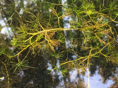 Charophyceae