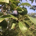 Prunus - Photo (c) arnoldaart,  זכויות יוצרים חלקיות (CC BY-NC)