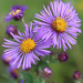 New England Aster - Photo (c) musicmanz, some rights reserved (CC BY-NC), uploaded by musicmanz