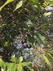 Prunus × fruticans