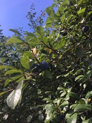 Prunus × fruticans
