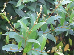 Ichnocarpus frutescens