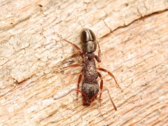 Rhytidoponera tasmaniensis