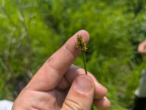 Carex alopecoidea, photograph 2