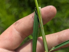 Carex alopecoidea, photograph (c) Ryan Sorrells, some rights reserved (CC BY)