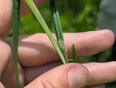 Carex alopecoidea, photograph (c) Ryan Sorrells, some rights reserved (CC BY)