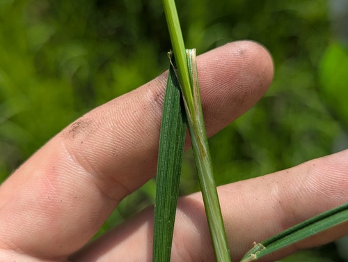 Carex alopecoidea, photograph 4