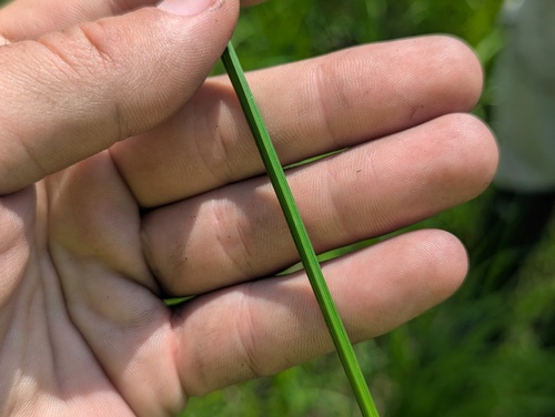 Carex alopecoidea, photograph 6