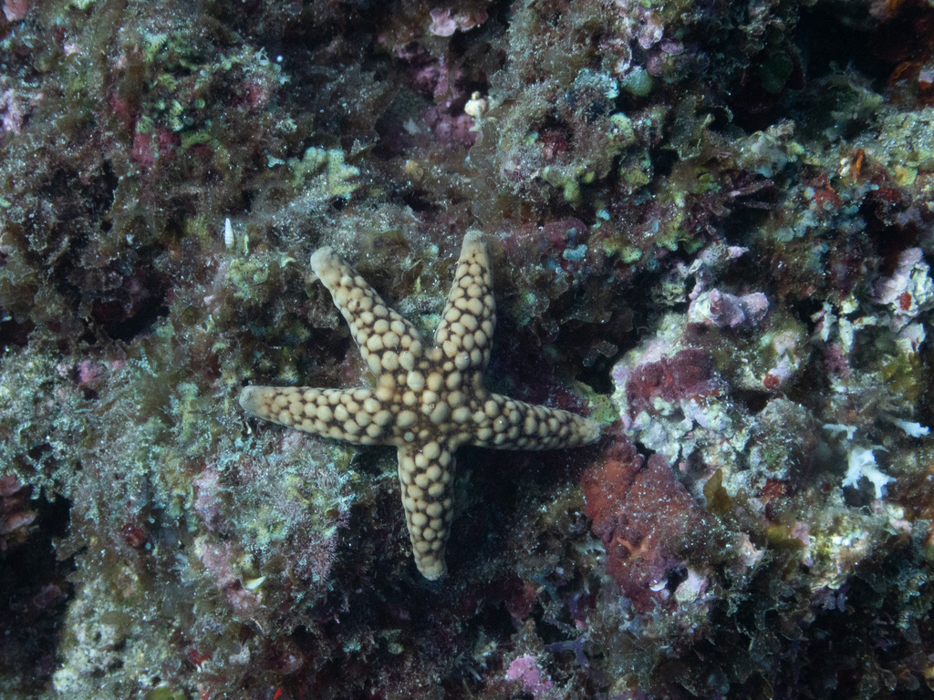 Ferdina flavescens
