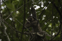 Pale-Throated Three-Toed Sloth photo 4