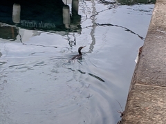 Gulosus aristotelis desmarestii