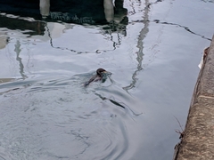 Gulosus aristotelis desmarestii