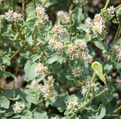 Alternanthera echinocephala