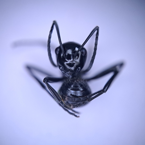 Polyrhachis fornicataPolyrhachis fornicata