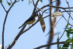 Microeca flavigaster