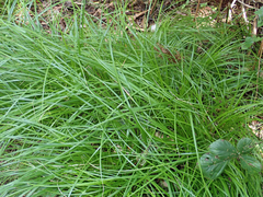 Carex auceps