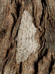 Psilosticha absorpta