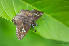 Caprona ransonnettii