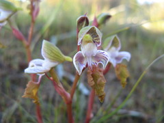 Disa spathulata spathulata
