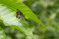 Caprona ransonnettii