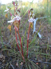 Disa spathulata spathulata