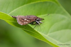 Caprona ransonnettii