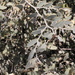 Capparis lasiantha - Photo (c) Pete Woodall,  זכויות יוצרים חלקיות (CC BY-NC), הועלה על ידי Pete Woodall