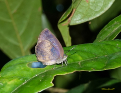 Arhopala perimuta