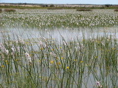 Romulea multisulcata