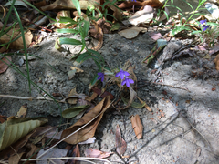 Palmerella debilis serrata