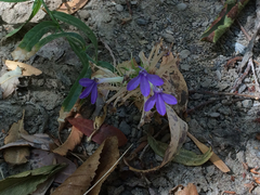 Palmerella debilis serrata