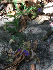 Palmerella debilis serrata