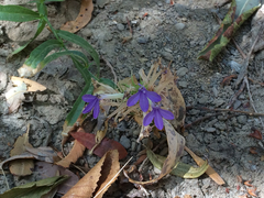 Palmerella debilis serrata