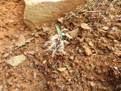 Lachenalia bolusii